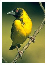 The Weaver